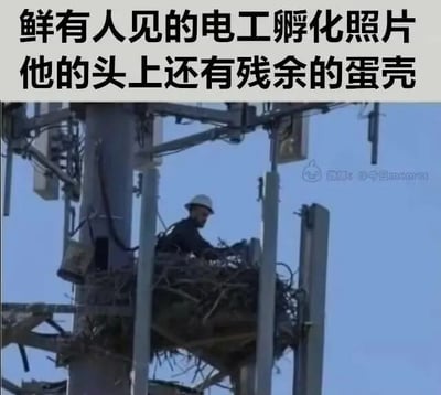 这是一张带有搞笑创意的文字加注图，图中一名戴着白色安全帽的电工身处信号塔的鸟巢结构内进行高空作业，上方配文“鲜有人见的电工孵化照片 他的头上还有残余的蛋壳”，利用电工所处的鸟巢位置与安全帽的视觉组合，制造出“电工是从蛋里孵化出来”的荒诞视觉错位效果，以此调侃电工工作场景的特殊性，充满趣味和恶搞意味。