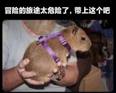 图片中一名留有胡须的人双手捧着一只戴着紫色 harness 的豚鼠，豚鼠体型圆润，表情平静。图片顶部配有文字“冒险的旅途太危险了，带上这个吧”，通过将小巧可爱的豚鼠与“危险冒险”的语境结合，形成幽默反差，暗示豚鼠是冒险中的“安全保障”，整体风格轻松有趣。