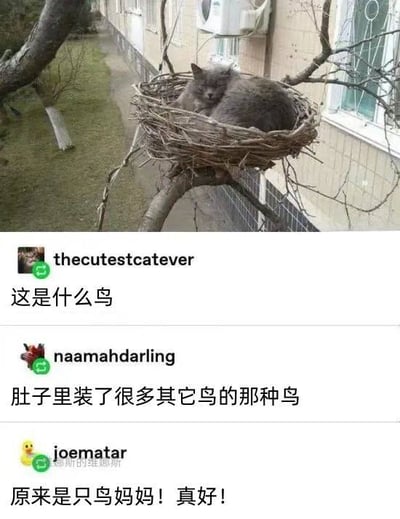 这张图上半部分是实拍场景，居民楼外墙旁的树枝上架着一个用树枝搭建的鸟巢，本该属于鸟类的巢里却窝着一只闭着眼睛、神态慵懒惬意的灰猫，正蜷在巢内休息；下半部分是海外社交平台的三段用户评论，第一位用户提问“这是什么鸟”，第二位用户玩梗回复“肚子里装了很多其它鸟的那种鸟”，暗指猫会捕食鸟类，第三位用户没有理解前面的调侃，反而误会接话“原来是只鸟妈妈！真好！”，错位的理解让内容充满搞笑感。