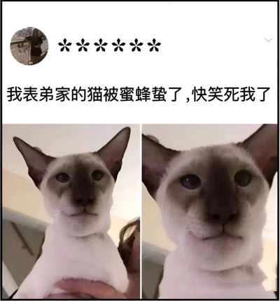 这张图片展示了一只暹罗猫被蜜蜂蛰后的搞笑表情。图片上方有文字说明：'我表弟家的猫被蜜蜂蛰了,快笑死我了'。下方是两张并排的猫咪照片,可以清晰看到猫咪脸部因被蜜蜂蛰而肿胀的样子,表情显得既惊讶又有些滑稽,让人忍不住发笑。
