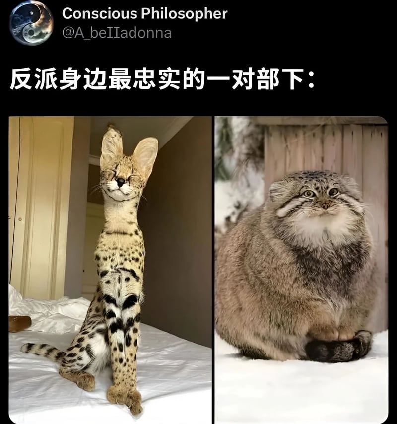 兔狲