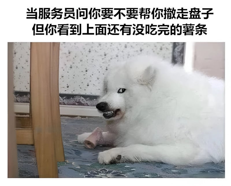 萨摩耶