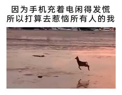 这是一张图文混排的网络梗图，上方配有文字“因为手机充着电闲得发慌所以打算去惹恼所有人的我”，下方是一张实拍的小鹿在空旷的潮湿路面上奔跑的画面。图片用小鹿不管不顾、四处乱窜的奔跑姿态，生动比喻出自己在手机充电、无事可做时，闲到发慌，甚至想做出一些能“惹恼所有人”的调皮举动的心态，精准戳中当代人无聊时的搞笑内心活动，风格轻松诙谐。
