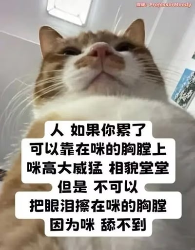图片为一只橘白相间的猫咪特写，猫咪仰头看向镜头，表情平静中带着一丝傲娇。画面中央叠加白色文字气泡，内容以第一人称“咪”的口吻说道：“人 如果你累了 可以靠在咪的胸膛上 咪高大威猛 相貌堂堂 但是 不可以 把眼泪擦在咪的胸膛 因为咪 舔不到”。整体通过猫咪“体贴允许依靠却傲娇拒绝擦眼泪”的反差萌设定，营造出轻松搞笑的氛围，展现了宠物与主人间温馨又有趣的互动想象。