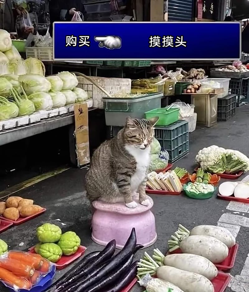 菜市场看摊（趣味设定）