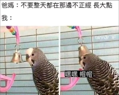 这是一张左右分栏的搞笑梗图，上方配有模拟家庭对话的文字，是爸妈对“我”的叮嘱：“不要整天都在那边不正经 长大点”，表达长辈希望晚辈成熟稳重的期待。下方左侧是一只虎皮鹦鹉，正好奇地盯着笼子上悬挂的金属铃铛；右侧是同一只鹦鹉，将铃铛套在了自己的头上，旁边配文“嘿嘿 帽帽”，用鹦鹉把铃铛当作帽子玩耍的幼稚可爱行为，对应“我”面对爸妈的叮嘱时，依然不想迎合长辈的期待、只想沉迷在幼稚小事里的心态，通过动物的可爱行为与长辈的严肃叮嘱形成强烈反差，制造出幽默搞笑的效果，精准戳中了很多年轻人不想被催着长大、想保留童真的心情。