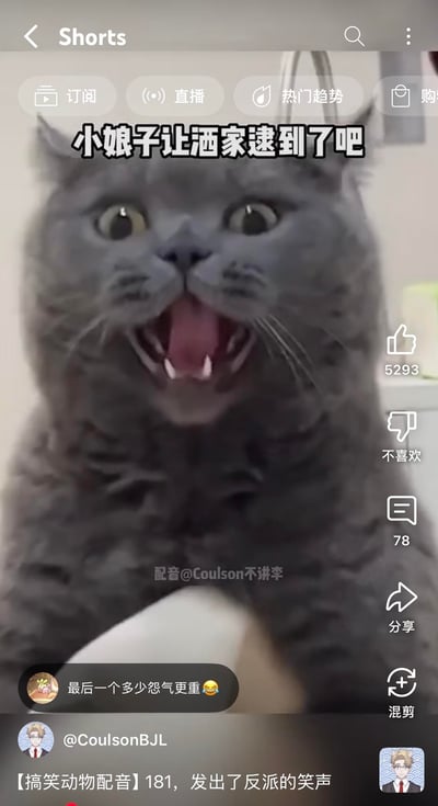 这是YouTube Shorts平台上的一段搞笑动物配音视频截图，画面主体是一只英国短毛蓝猫，它睁大眼睛、张开嘴巴的激动表情，被配上了「小娘子让洒家逮到了吧」的古代反派风格台词，表情与台词的适配度极高，制造出强烈的反差搞笑效果。视频下方有观众评论「最后一个多少怨气更重😅」，视频作者为@CoulsonBJL，配音标注为@Coulson不讲李，视频标题为【搞笑动物配音】181，发出了反派的笑声。