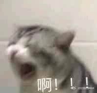灰色猫咪大喊‘啊！’表情包
