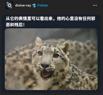 这是一张社交媒体截图，上方显示用户"divine-ray"的账号信息和关注按钮。主内容区域是一张雪豹的特写照片，雪豹有着灰白色的皮毛和黑色斑点，眼睛圆睁，嘴巴微张露出舌头，表情显得非常惊讶和无辜。图片上方配有文字："从它的表情里可以看出来，他的心里没有任何邪恶和残忍！"，通过雪豹看似纯真的表情与它作为野生动物的本性形成反差萌效果。