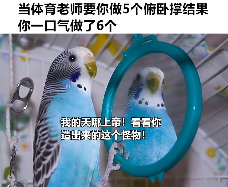 虎皮鹦鹉