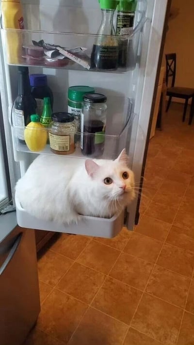 一只通体雪白的猫咪蜷缩在打开的冰箱底层抽屉中，周围被各种酱料瓶和柠檬环绕。猫咪抬起头，睁着圆溜溜的黄色眼睛望向镜头，表情既无辜又带着一丝好奇。冰箱内部上层摆放着酱油、醋等调味品，厨房地面为棕色瓷砖，远处可见一把黑色椅子。整个画面充满生活气息与反差萌，展现了宠物们令人意想不到的藏身之处。