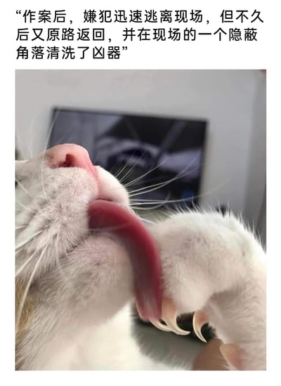 这是一张趣味图文梗图，上方用刑侦案件的严肃口吻配文：“作案后，嫌犯迅速逃离现场，但不久后又原路返回，并在现场的一个隐蔽角落清洗了凶器”，下方是一只白色猫咪正闭着眼睛，伸出舌头惬意地舔舐自己的爪子。创作者将猫咪日常的清洁行为用刑侦叙事风格进行趣味化解读，把猫咪的爪子调侃成作案凶器，舔爪的动作对应“清洗凶器”的行为，通过反差感制造出幽默搞笑的效果，凸显猫咪的可爱。