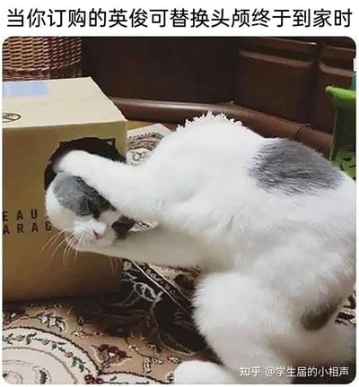 这是一张利用视觉错位制造搞笑效果的宠物梗图，画面中一只灰白花色的猫咪头部卡进带洞的纸箱中，它的前爪和脖颈处的毛发恰好和身体形成了“分离”的错觉，看起来就像是猫咪正在取出刚订购的“可替换头颅”。图上方配文“当你订购的英俊可替换头颅终于到家时”，进一步强化了这个荒诞的场景。
笑点解析：这张图的核心趣味来自于视觉错位，猫咪的身体姿态和纸箱的位置巧合，让观看者产生了“头颅与身体分离”的错觉，搭配创意文案，营造出无厘头的搞笑氛围。