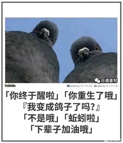 这是一张图文混排的搞笑梗图，主体是从下往上拍摄的两只鸽子，利用视觉错位效果，让鸽子的喙和颈部区域看起来像是人类的下巴与嘴部，营造出荒诞滑稽的视觉感受。图中搭配了一段模拟重生场景的对话：引导者告知“重生者”已经重生，“重生者”误以为自己变成了鸽子，引导者却告知其变成了蚯蚓，最后留下“下辈子加油哦”的调侃话语。结合图中的“日语金句”标识，可知这是改编自日语谐音梗，通过“鸽子”与“蚯蚓”的日语谐音关联，制造出反差感，以自嘲的方式调侃生活中遭遇的不顺，传递出无奈又戏谑的情绪。