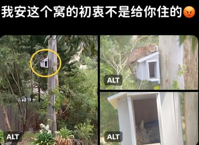 这张图片由三张照片拼接而成，展示了一个有趣的场景：原本为鸟类准备的鸟屋被一只虎斑猫占据。左上角照片显示树干上的鸟屋被黄色圆圈标记；右上角照片中，虎斑猫正爬进鸟屋；右下角照片则展示了猫已经舒适地待在鸟屋内。图片顶部配有文字“我安这个窝的初衷不是给你住的 😠”，以幽默的方式表达了对猫占据鸟屋的无奈和调侃。
