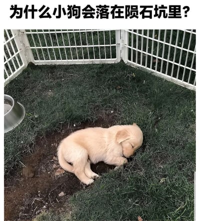 图片上方配有黑色文字提问“为什么小狗会落在陨石坑里？”，下方是一张实拍照片：一只浅黄色的小狗蜷缩着身体，闭着眼睛熟睡在一片草地中的小型土坑里。土坑周围是绿色的草坪，左侧有一个银色的金属碗，背景是白色的金属围栏，形成一个封闭的小空间。图片通过将小狗玩耍或休息时刨出的普通土坑幽默地夸张称为“陨石坑”，营造出可爱又有趣的效果。
