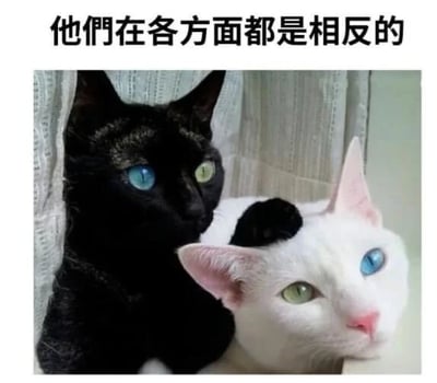 图片中展示了两只猫咪依偎在一起，左边是纯黑色的猫，拥有一只蓝色和一只绿色的异色瞳；右边是纯白色的猫，头顶有一块黑色斑点，同样有着蓝色和绿色的异色瞳，且两只猫的 eye color 位置形成对比。图片上方配有文字“他们在各方面都是相反的”，突出两只猫咪在毛色（黑与白）、斑点有无（纯黑与头顶黑斑）以及 eye color 分布上的鲜明反差，营造出可爱又有趣的视觉效果。