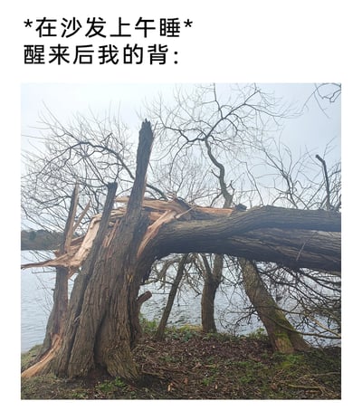 这是一张图文结合的搞笑生活梗图，上方配有文字“*在沙发上午睡*醒来后我的背：”，下方是一张实拍的岸边树木照片——照片里的大树树干严重断裂，木质结构大面积撕裂弯折，树皮剥落，整体呈现出破败、仿佛“散架”的状态。这张图用夸张的视觉比喻，将沙发午睡后人们普遍会有的背部酸痛僵硬、仿佛“断裂”的不适感具象化，以此引发有相似经历的受众共鸣，属于日常小吐槽类的搞笑内容。