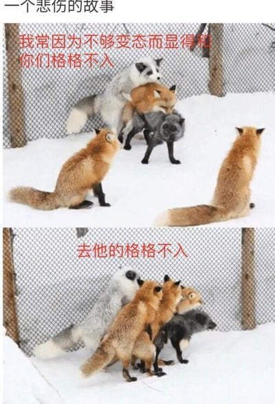 这是一张上下对比的搞笑梗图，上图展示了雪地围栏内，几只狐狸亲昵地簇拥在一起互动，有一只棕色狐狸独自站在一旁，配文“我常因为不够变态而显得和你们格格不入”，拟人化地表现出个体与群体不合的孤独感；下图则是原本独自的那只狐狸也加入了其他狐狸的簇拥互动中，配文“去他的格格不入”，展现了个体从抗拒融入到选择随波逐流的转变。整张图用动物的行为调侃了现实生活中很多人在社交或群体环境里，从坚持自我到被迫或主动融入的心态，搞笑又容易引发共鸣，没有双关或谐音梗。