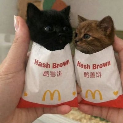 两只可爱的小猫被分别装在麦当劳的脆薯饼包装袋中，一只黑色小猫和一只橘色小猫从包装袋顶端探出头来，圆圆的眼睛好奇地看着前方。包装袋上印有红色的“Hash Brown 脆薯饼”字样和麦当劳标志性的金色M字母logo。图片巧妙地利用了“薯饼”和“小猫”的组合，创造出“猫薯饼”的谐音梗，显得十分有趣和可爱。