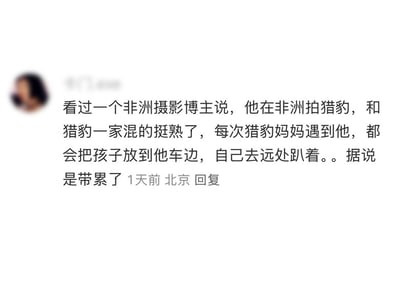 这是一条社交媒体的回复内容，讲述了一个有趣的野生动物趣事：一位非洲摄影博主在当地拍摄猎豹时，和猎豹一家相处得十分熟悉，每次猎豹妈妈遇到他，都会将自己的孩子放在他的车边，独自去远处趴着休息，原因是带孩子累了。这段内容用拟人化的视角将猎豹妈妈的行为类比人类带娃疲惫找托管的场景，既有趣又暖心，让人感受到野生动物与人类之间的奇妙信任。