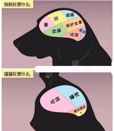 图片分为上下两部分，上半部分标题为'狗狗在想什么:'，展示狗的头部剪影，内部脑区被彩色分区，标注了'玩'、'闻闻'、'爱'、'忠诚'、'保护全家'、'吃饭'、'挖坑'等内容，体现狗狗简单积极的思维；下半部分标题为'猫猫在想什么:'，展示猫的头部剪影，脑区分为'吃饭'、'睡觉'、'策划谋杀?'（带问号）三个部分，幽默对比猫咪看似慵懒却暗藏'心机'的特点。整体通过脑图形式夸张呈现猫狗行为差异，风格诙谐搞笑。