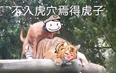这是一张对俗语「不入虎穴焉得虎子」进行搞笑玩梗的P图作品。原图为真实拍摄的狗趴在老虎身上的照片，被网友用图像编辑软件修改：将狗的头部替换为戴帽子的卡通笑脸头像，老虎的头部替换为带有「王」字的拟人化老虎娘卡通头像，老虎娘表情害羞窘迫。图的上方配有文字「不入虎穴焉得虎子」，用字面化的画面演绎这句俗语，制造出滑稽的反差效果，没有双关、谐音梗等额外隐含内容。