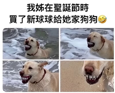 图片上方有文字'我姊在聖誕節時買了新球球給她家狗狗😆'，下方是四张拼接的拉布拉多犬照片。狗狗在水中和沙滩上，露出夸张的牙齿笑容，表情滑稽有趣，整体营造出轻松搞笑的氛围，展现了狗狗收到新玩具后的开心反应。