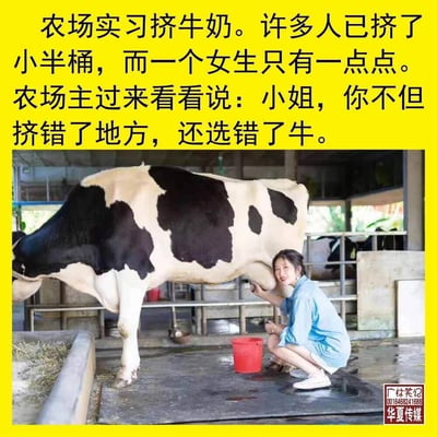 这是一张图文结合的搞笑内容图，上方黄色背景区域配有黑色文字，讲述了一个农场实习的乌龙事件：在挤牛奶的实习中，其他人都挤了小半桶牛奶，只有一位女生只挤了一点点，农场主查看后指出她不仅挤错了地方，还选错了牛。下方的实拍场景里，一位身着浅蓝色衣裤的女生蹲在黑白花奶牛身侧，面带笑容，她的手握住的并非奶牛的乳头，而是牛的阴茎部位，身旁的红色小桶几乎没有接到液体，完美对应了上方文字描述的乌龙场景，通过这种错位的错误行为制造出强烈的搞笑效果。