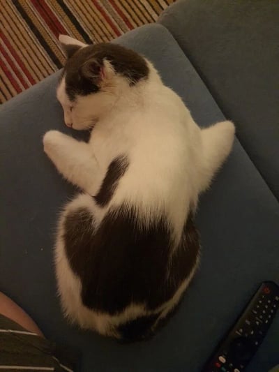一只黑白相间的猫咪正蜷缩在蓝色沙发上熟睡，身体呈现放松的卷曲姿态，头部埋在前爪中，背部黑色毛发形成独特花纹。沙发旁可见黑色遥控器，背景是红棕黄条纹毯子，整体画面温馨治愈，充满居家舒适感。