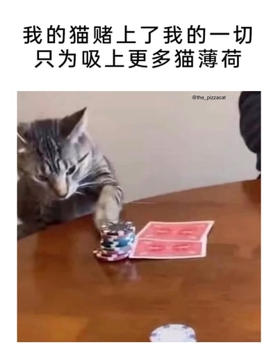 这是一则拟人化的搞笑宠物内容，上方配有文字“我的猫赌上了我的一切只为吸上更多猫薄荷”，下方图片中一只灰色条纹猫咪趴在木质桌边，一只前爪放在堆叠的扑克筹码上，旁边摆放着两张红色扑克牌，模仿人类参与赌博时押注的动作。内容通过将猫咪对猫薄荷的喜爱拟人化为“赌博下注”，调侃猫咪为了获取喜爱的猫薄荷愿意付出一切，营造出荒诞又有趣的效果，十分贴合宠物爱好者的趣味审美。