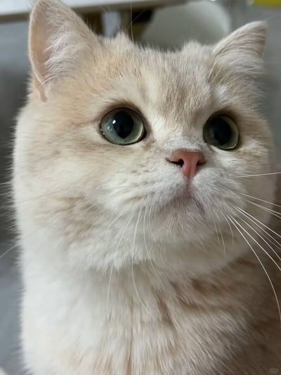 这是一张近距离拍摄的乳色猫咪面部特写照片，猫咪毛发蓬松柔软呈浅米黄色，耳朵自然竖起，一双橄榄绿色的圆眼睛睁得很大，正抬头看向斜上方，粉色的鼻头搭配根根分明的白色长胡须，表情看起来既懵懂好奇又带着点惊讶专注的感觉，背景是模糊的室内环境，整体画面软萌可爱，很适合用作表情包。