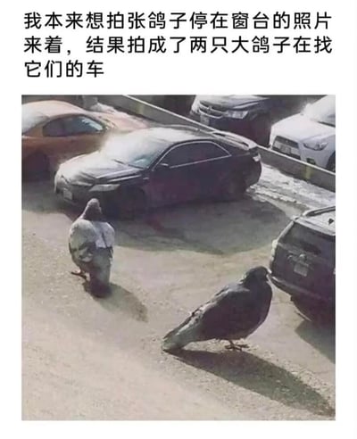 这是一张因拍摄角度巧合形成视觉错位的搞笑图片。拍摄者原本计划拍摄停在窗台的鸽子，却因为特殊的视角，让前景的两只鸽子看起来像是两个背对着镜头、站在停车场里找车的人——鸽子的身形和姿态完美与“找车的人”的形象重合，营造出荒诞又滑稽的效果。搭配上方的文字描述，更凸显了这个拍摄误会的趣味性，让人忍俊不禁。
