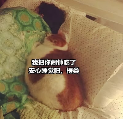 一只雪貂或类似的小动物坐在带有圆点图案的布料上，表情看起来有些无辜。图片上有文字："我把你闹钟吃了 安心睡觉吧，楞类"，以幽默的方式暗示动物吃掉了闹钟，让主人可以安心睡觉。