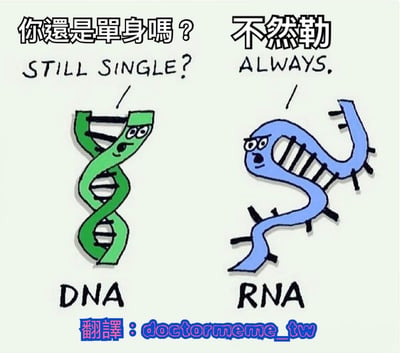 图中是一幅卡通风格的科学梗图，左侧为绿色的DNA双螺旋结构，右侧为蓝色的RNA单链结构，两者均被拟人化，带有卡通人脸。DNA上方配有文字“你還是單身嗎？”及英文翻译“STILL SINGLE?”，RNA上方则回应“不然勒”及英文翻译“ALWAYS.”。底部分别标注“DNA”和“RNA”，右下角有翻译水印“翻譯：doctormeme_tw”。该梗图通过DNA（双链）和RNA（单链）的结构差异，幽默调侃单身状态，DNA以双链结构提问RNA（单链）是否单身，RNA坦然回应一直单身，形成科学知识与日常话题的趣味结合。