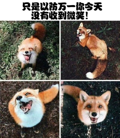 这是一张2x2四宫格拼接的治愈系图片，上方配有文字'只是以防万一你今天没有收到微笑！'。四张图片均为同一只红狐狸在草地上的不同开心瞬间：左上角狐狸抬头张嘴大笑，右上角狐狸趴在草地上露出愉悦表情，左下角狐狸仰头咧嘴笑，右下角狐狸直视镜头微笑。整体画面温暖可爱，旨在通过狐狸的治愈笑容给人带来好心情，传递积极情绪。