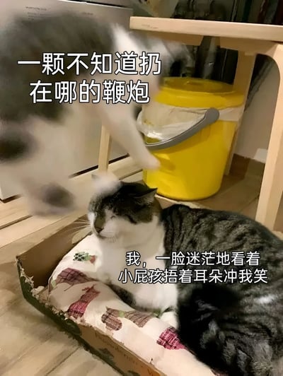 一只灰白相间的猫躺在纸箱里，上方有模糊的白色物体（可能是鞭炮），背景有黄色垃圾桶。猫看起来很迷茫，配合文字描述了被鞭炮吓到的场景。