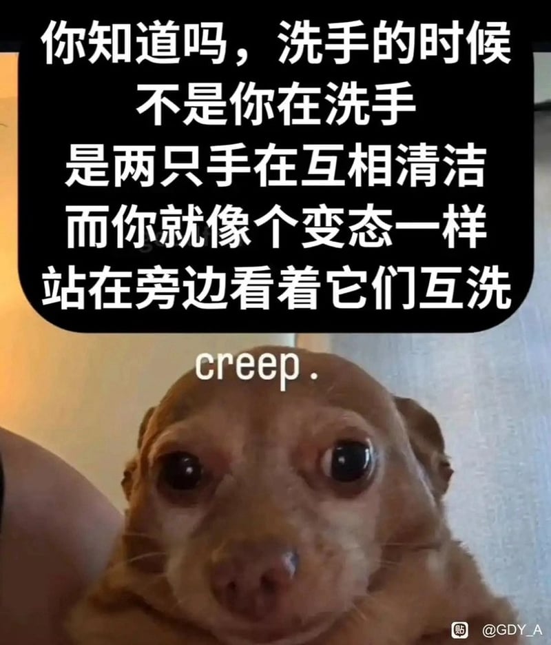 吉娃娃
