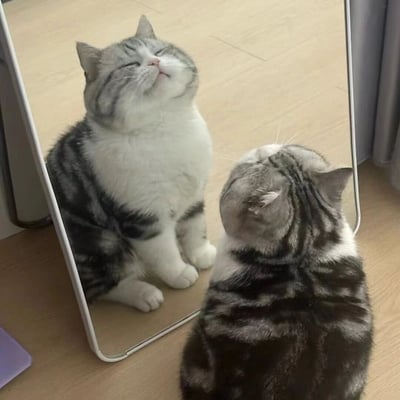 一只灰白相间的虎斑猫正坐在木地板上，仰头对着镜子看自己的倒影。猫咪闭着眼睛，嘴巴微张，露出满足而陶醉的表情，似乎在欣赏自己的模样。整个画面温馨可爱，展现了猫咪有趣的日常瞬间。