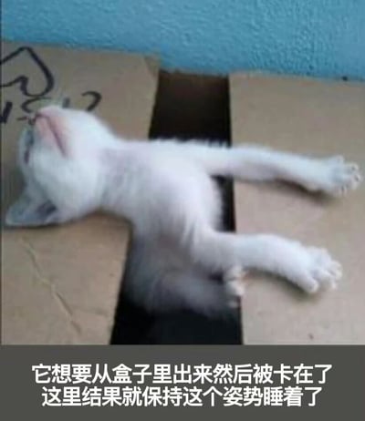 一只白色的小猫咪试图从纸箱中钻出来，结果身体被卡在纸箱的开口处，呈现出四脚朝天的姿势睡着了。小猫表情安详，四肢自然伸展，展现出动物可爱又滑稽的一面。图片下方配有文字说明："它想要从盒子里出来然后被卡在了这里结果就保持这个姿势睡着了"。
