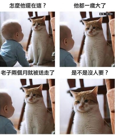 四格漫画形式展现婴儿与橘白相间猫咪的互动场景，通过猫咪视角的幽默文字制造反差萌。第一格猫咪内心OS“怎么他还在这？”，第二格“他都一岁大了”，第三格“老子两个月就被送走了”，第四格“是不是没人要？”。以猫咪的“委屈”对比人类婴儿被长期照顾的情况，引发搞笑效果。
