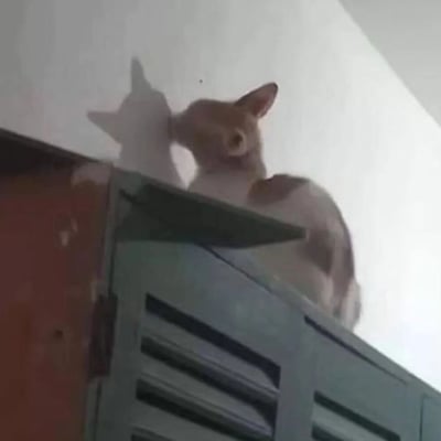 一只红棕色的小动物（可能是猫或狐狸）坐在室内的柜子顶上，身体微微前倾，嘴巴微张，正歪着头好奇地看向镜头。它的影子投射在身后的白色墙壁上，影子的耳朵形状比实际动物的耳朵更尖，形成了有趣的视觉对比。柜子是深棕色的，带有百叶窗式的通风口设计，整体场景是普通的居家环境。