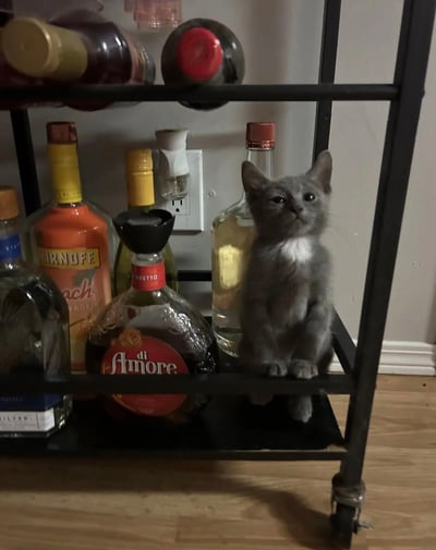 一只灰色带白色胸口的小猫坐在黑色金属酒架的中层，周围摆放着各种颜色和形状的酒瓶，包括橙色的BURNOLFE酒瓶和红色瓶盖的di Amore酒瓶。小猫抬头向上看，表情好奇又无辜，与周围的成人饮品形成有趣对比，展现出宠物闯入人类空间的可爱瞬间。