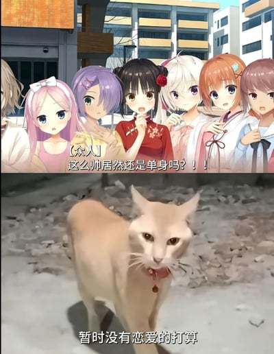 该图为上下拼接的搞笑梗图，上半部分是二次元风格的多名美少女站在居民区街道场景中，个个面露惊讶的神情，配文为【众人】这么帅居然还是单身吗？！！；下半部分是现实拍摄的浅橘色猫咪，站在满是碎石的地面上，神态淡然地看向镜头，配文为暂时没有恋爱的打算，通过二次元少女的疑问和现实猫咪的回答形成的反差感制造笑点，调侃条件优秀的单身群体往往是自身没有恋爱意愿才保持单身。