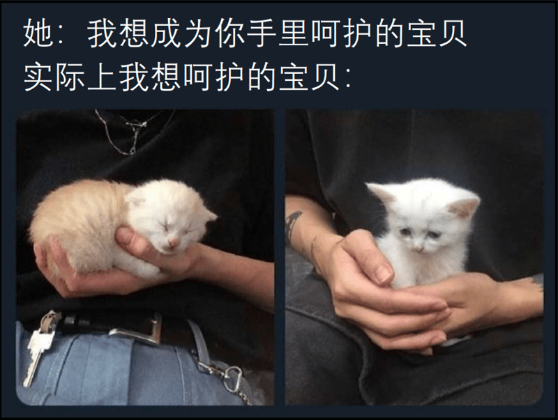 白色小奶猫