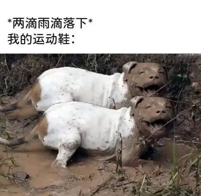 图片上方配有文字“*两滴雨滴落下* 我的运动鞋：”，下方是两只白色的狗全身沾满泥巴，趴在泥泞的水坑里，嘴巴张开，露出开心享受的表情。通过将运动鞋比作见到泥巴就兴奋打滚的狗，幽默地调侃了运动鞋在雨天容易脏的特点，用宠物的可爱行为夸张化展现了鞋子“爱脏”的属性，充满生活趣味。