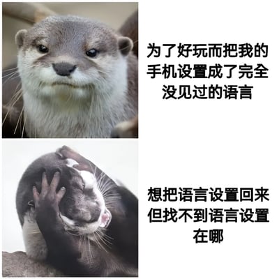 这是一张双 panel 搞笑梗图，左侧为上下两张水獭照片，右侧对应文字说明。上图水獭表情平静直视前方，配文“为了好玩而把我的手机设置成了完全没见过的语言”；下图水獭用爪子捂住脸，表情苦恼，配文“想把语言设置回来但找不到语言设置在哪”。通过水獭的表情变化和文字内容，幽默展现了因一时好奇更改手机语言后找不到设置入口的无奈场景。