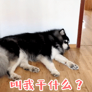 一脸懵的狗子：叫我干什么？