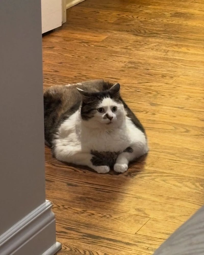 猫