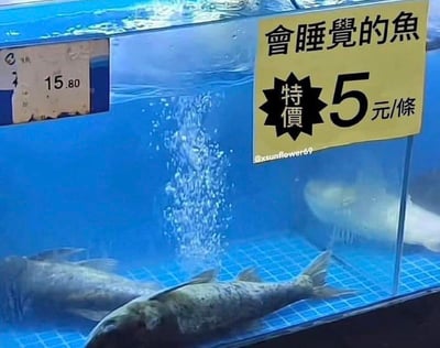这是一张超市水产售卖区的实拍照片，画面中蓝色的鱼缸内有数条鱼翻着肚皮躺在缸底，呈现出类似死亡的状态，鱼缸玻璃上贴着一张黄色特价标签，上面写着“会睡觉的鱼 特价5元/条”，标签左侧另有一个标价15.8元的商品价签，推测是正常售卖的鲜活鱼的价格，商家以趣味玩梗的方式将已经死亡的鱼包装为“会睡觉的鱼”进行低价促销，充满幽默感。